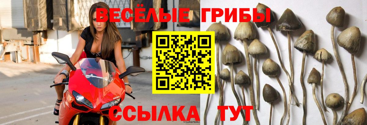 Галлюциногенные грибы Magic Shrooms Калининград
